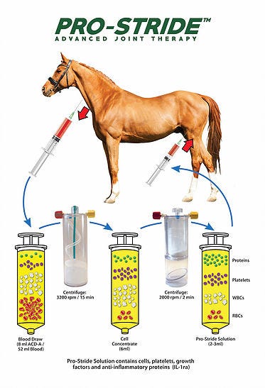 Warsaw Company Brings High-Tech Treatments to Horses