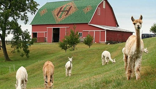 Howard County Alpaca Farmers Honored For Preservation