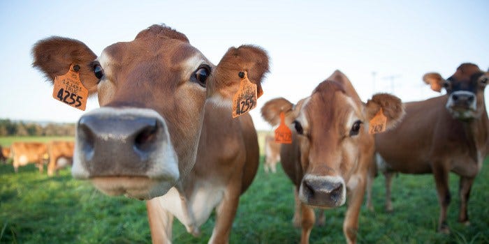 Startup Helps Farmers Turn Cow Poop Into Profit