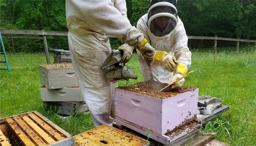 The Bee Corp. Lands ‘Milestone’ Funding
