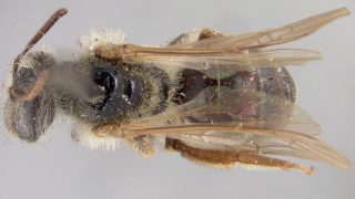 Bee species found in Avon