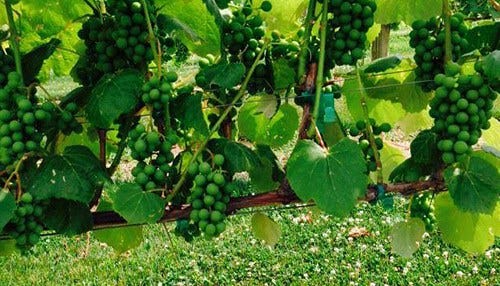 Study: Hoosier Wine Industry Keeps Growing