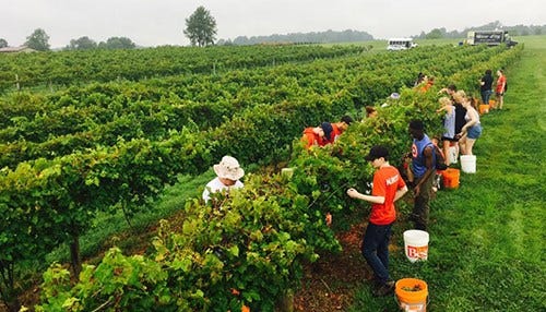 Indiana Wine Grape Growers See Fruitful Season