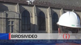 BirdsiVideo Drone Business Growing