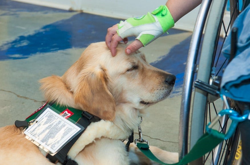 PU Proves Service Dogs Impact Handlers’ Psyche