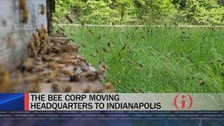 Inside INnovation: The Bee Corp.