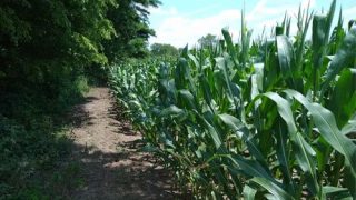 Indiana corn field