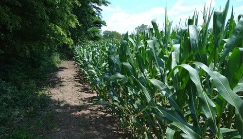 Rough Growing Season Continues in Indiana
