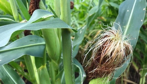 Indiana Crops Struggle in Homestretch as Harvest Begins