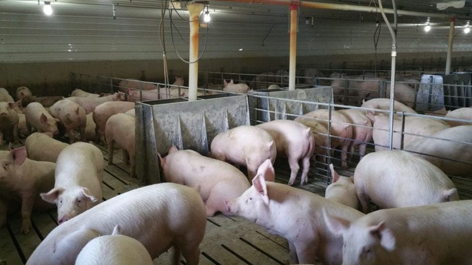 COVID Leaves Hundreds of Hogs in Limbo