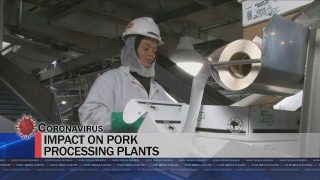 Pandemic Pummels Pork Producers