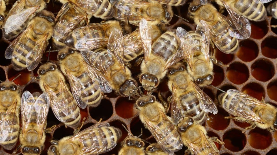 Purdue Professor Receives USDA Beekeeping Grant