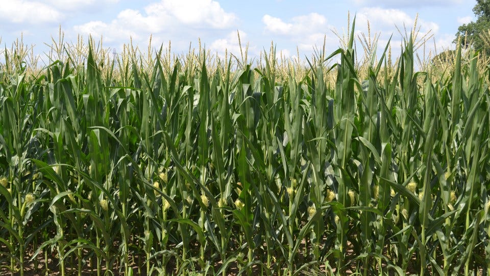 Indiana Crops Look Strong at Mid-Season