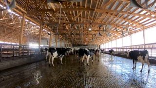 Benton Group Dairy Farm