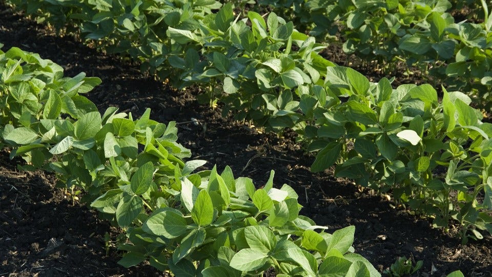 Students Develop Organic Crop Stimulant from Soybeans