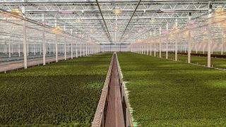Pure Green Farms Greenhouse
