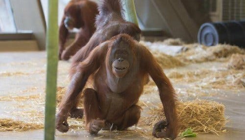 Indianapolis Zoo Attraction Honored