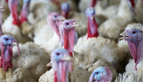 Ag Economist: Avian Flu Hurts Locals, Not Consumers