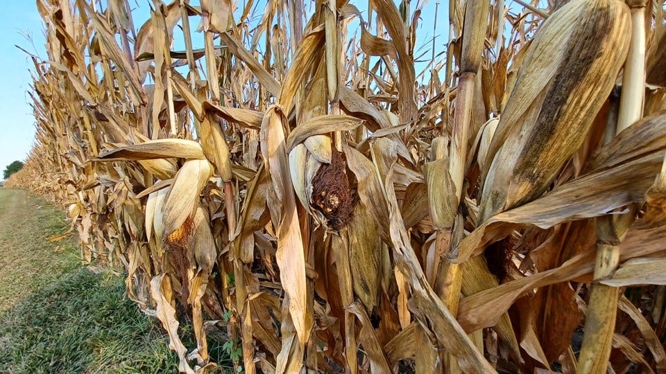 Purdue to Examine Midwest Crop Diversity