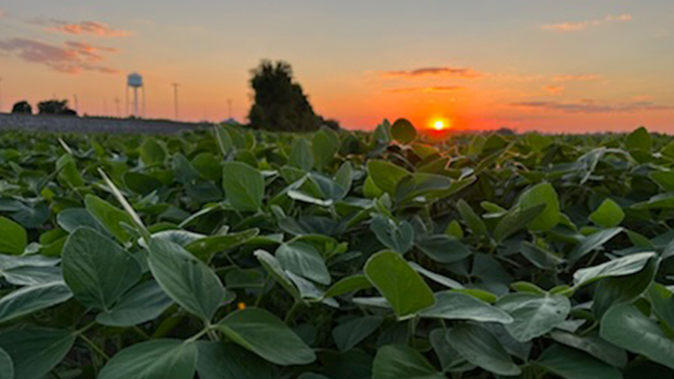 Record Hoosier soybean yield this harvest?